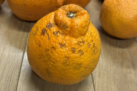 不知火(デコポン同品種)【家庭用(超 訳あり)】2.5kg 【必ず説明をお読みください】322-2hol