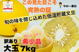 【完熟の証】低温貯蔵 土佐文旦 訳あり大玉7kg｜風味が際立つ食べ頃・日本ギフト大賞受賞・文旦発祥の地 ・高知県土佐市産 ・やの一果彩