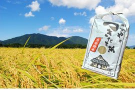 新潟県弥彦村石井農園　令和7年産コシヒカリ【玄米 5kg】