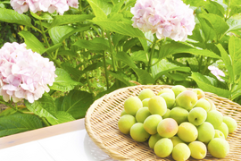 【6月上旬お届け予定】南高梅 3kg 2Lサイズ以上（約3.3~3.7cm） 1400-2l