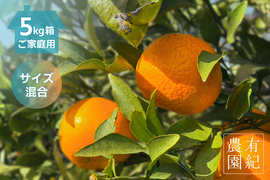 甘くて爽やかな希少柑橘🍊ご家庭用 春峰【サイズ混合・5kg箱】