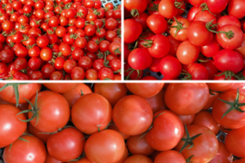 【まもなく終了】【4/14まで】三重県産 真っ赤な完熟トマト3種食べ比べセット(約1.8㎏)