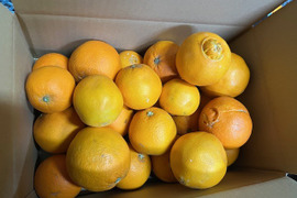 三ヶ日ネーブル（家庭用）約3.5㎏