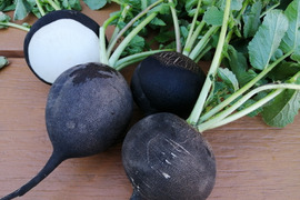 黒丸大根 (６本入り)