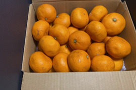 【訳あり】小さな宝石 シワっとしても、味わいギュッと ❗️Sサイズ🍊