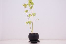 ミニ盆栽【紅葉🍁ヤマモミジ × 黒丸小陶器】高さ38cm×横9cm