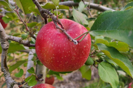 りんごの代表格！ サンふじ 5kg(13～20玉)自家用(訳あり品)  信州安曇野産 りんご