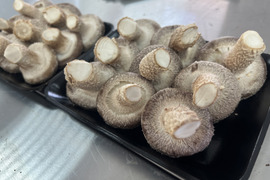 【父の日ギフト】大田区で収穫！東京福しいたけギフト用（600g・パック包装）