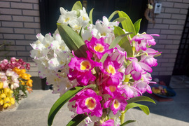 【ご卒業･合格･いろんなお祝いにもどうぞ♡】デンドロビウムの花束
