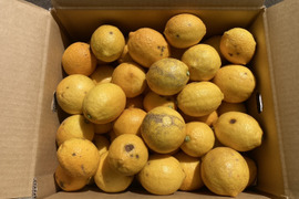 【訳アリ】『広島県産レモン 10kg（70個前後）』栽培期間中農薬不使用