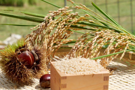 新米！奈良県山添村の『コシヒカリ』（玄米）1kg