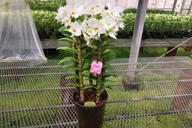 【母の日ギフト】ボリュームのある豪華な蘭をどうぞ 夏の蘭“フォーミディブル”5本立