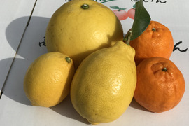 【柑橘食べ比べ】ポンカン2.5kg、土佐文旦1kg、璃の香＋レモン1kg　計４．５kg　化学系農薬不使用の安心を
