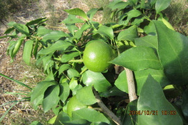 ライム　２ｋｇ