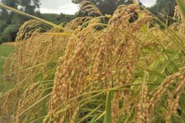 令和8年産　農薬不使用　佐渡コシヒカリ（在来種）　精米　5キロ