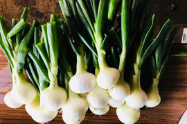 【栽培期間中農薬不使用】葉付き新玉ねぎ２ｋｇ