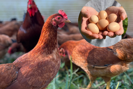 濃厚な黄身のコクと芳醇な香りが広がる！ひと口ごとに幸せを感じる平飼い卵