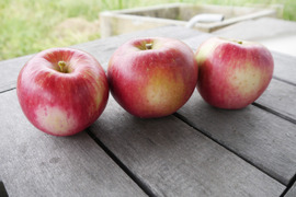 発送中！訳ありご家庭用🍎低農薬で皮ごと食べられる青森りんご「未希ライフ」3kg
