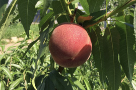 【ご自宅用】夢みずき2kg