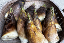 プロ管理竹林のやわらか春タケノコ（出雲産)