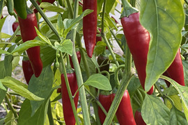 【通年農薬完全不使用】国産韓国唐辛子（赤と青混合） 500g
生ですが、乾燥まではなっていません。