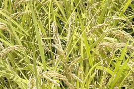 【令和6年】ミルキークイーン・白米無洗米（5kg）【自然栽培　栽培期間中　農薬・肥料不使用】