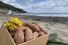 甘味あふれるオーガニック安納芋・中サイズ(食べ応え抜群！)箱込み2kg・種子島産
