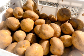 じゃがバターに最適【鹿児島県産ニシユタカ】煮崩れしにくい品種！！L〜3Lサイズ（3kg）