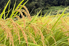 玄米  魚沼産コシヒカリ 10㎏  令和7年産  魚沼市産