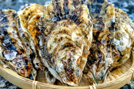 【今が旬！身入り◎】京丹後・久美浜産　殻付き牡蠣［加熱用］　2kg(20~30個前後）