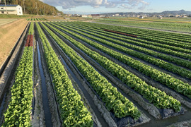 淡路島のシャキシャキレタス3玉🥬特別栽培農産物
