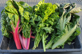 ✨【宝探しBOX】畑の「もったいない」を詰め合わせ！もったいないを美味しく救う！旬の不揃い訳あり野菜おまかせ便（Mサイズ）✨農薬・化成肥料不使用