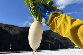 【味グルメ大根３本】雪の下で甘みを蓄えました。雪中大根。