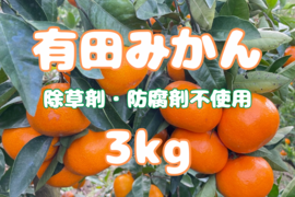 弾ける果汁！ 濃厚！ 有田みかん 3kg 和歌山産