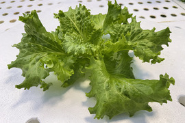 【農薬化学肥料不使用】ダイくんちの野菜！やわらか食感！アーリーインパルス　1箱8袋（1袋70～90ｇ程度）