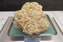 【天然茸】ハナビラタケ　濃厚な旨みと香り　1149g　8/10採取