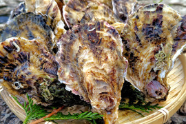 京丹後・久美浜産　殻付き牡蠣［加熱用］　2kg