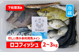 【珍しい魚や未利用魚メイン】鮮魚ボックス2~3kg※発泡スチロール箱（期間限定）