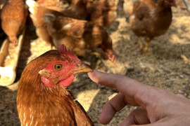 【育ち盛りを応援】平飼い卵30個／朝食にぴったり／国産飼料100%