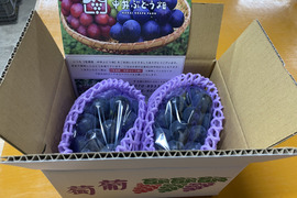 肉厚ジューシー☆種無し巨峰☆家庭用　９００g〜１kg　２〜３房