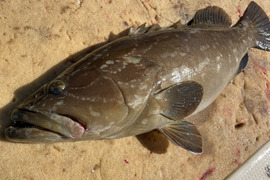 【松島産】天然クエ（4.9kg）