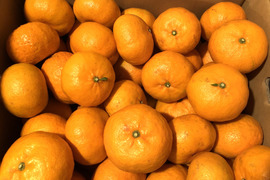 【酸味が少なく極甘】旬の早香オレンジ 5kg
