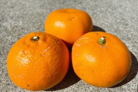 【訳あり】柑橘の大トロ!愛媛県産『せとか』(3kg)※生傷あり