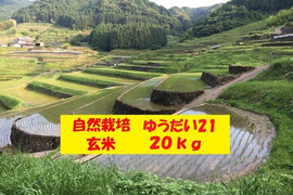 【令和7年新米】自然栽培「ゆうだい２１」玄米　２０ｋｇ