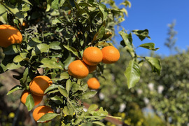 清見オレンジ🍊（家庭用・10Kg）