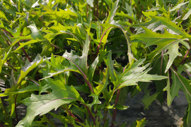 ✨農薬・化成肥料不使用のサラダセット（赤紫水菜300g+ミックスレタス150g+小松菜500g）✨