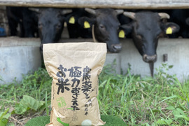 令和4年度産　特別栽培米🌾コシヒカリ（2kg）