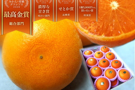【２箱まとめ買い】🏆みかん柑橘グランプリ2026最高金賞含む最多４部門受賞の木熟せとか！大感動！樹上完熟させた濃厚な甘みの大トロ「木熟せとか」厳選プレミアム　約４．２ｋｇ２箱セット【403-2】