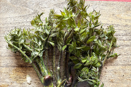 【かき揚げ用】今季最後 原木収穫 タラの芽 宮城県産 西根の森 タラの芽 (100g×3) 訳あり