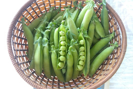 【うすいえんどう】鞘つきグリンピース ５００ｇ
一般的なグリーンピースに比べ、皮が薄く、ほくほくとした食感を楽しむことができる。
旬のグリンピースを新鮮なままお届けします
沢山必要な方はまとめ買いを。